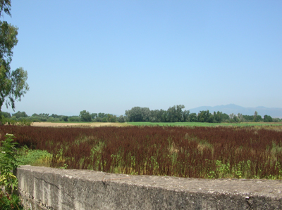 antoniodibona2